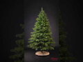 Borovice Limba 200cm- 100% 3D